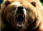 К чему снится медведь женщине — толкование по соннику Ванги