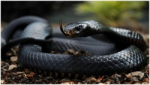 Что означает убить змею во сне по соннику?