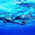 К чему по соннику снятся дельфины в воде