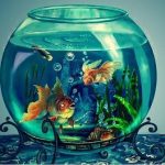 Приснился аквариум с рыбками — значение по соннику