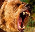 Медведь нападает во сне — значение по соннику