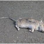 К чему могут присниться мертвые мыши