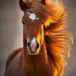 К чему лошадь может сниться для девушки