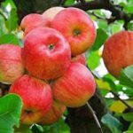 Толкование, к чему снятся яблоки на деревьях