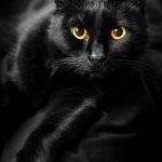 Как понять, к чему снится чёрная кошка