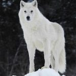 Что значит по соннику белый волк