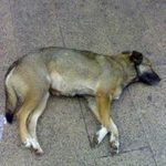 Что значит убить собаку во сне