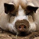 Что означает по соннику большая свинья