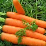 Как растолковать, к чему снится морковь