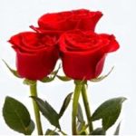 К чему согласно толкователю снятся красные розы