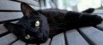 К чему снятся кошки во сне — значение по соннику