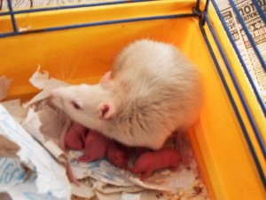 Крыса в зоомагазине