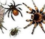 К чему по соннику могут сниться большие и маленькие пауки