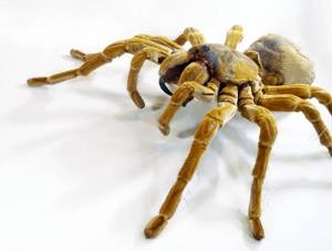 Крупный паук