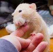 Крыса кусает за палец