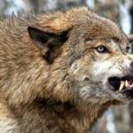 Пережить во сне нападение волка: толкование по соннику