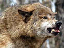 Волк скалит зубы