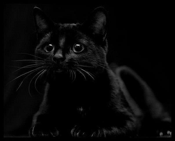 Кошка чёрной масти