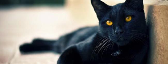 Чёрная кошка в доме