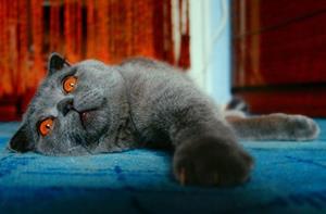 Дохлая кошка с оранжевыми глазами