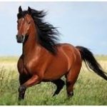 Увидеть во сне коричневую лошадь — значение сонников