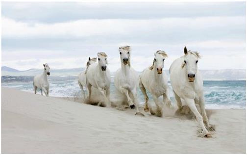 Белые кобылы скачут по берегу