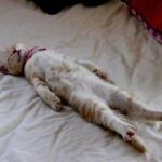 К чему может сниться умерший кот