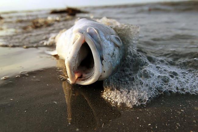 Мертвая рыба на песке