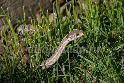 Змея в траве