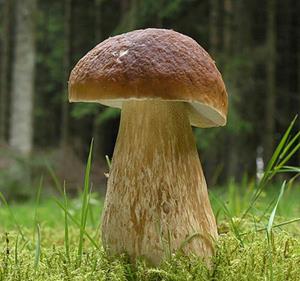 Большой белый гриб