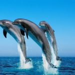 К чему по соннику снятся дельфины в море
