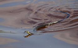 Змея в воде