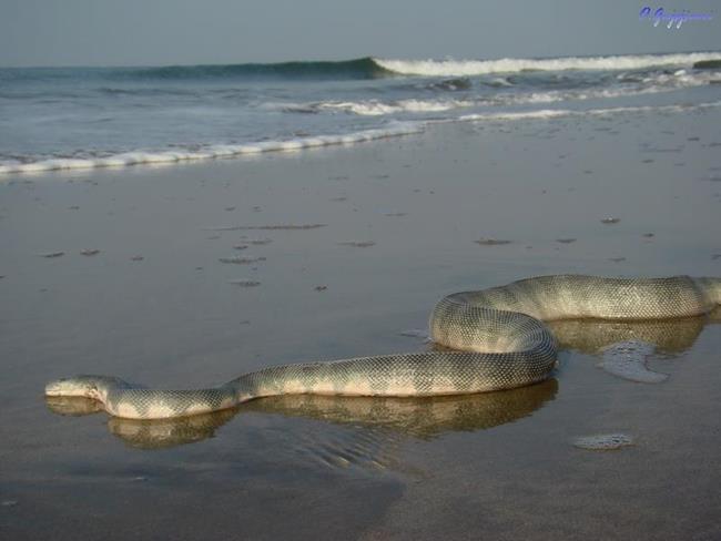 Змея на берегу моря