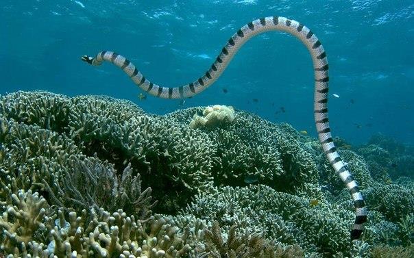 Змея под водой