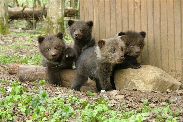 Много медвежат