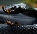 К чему по соннику снится чёрная змея