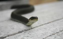 Черная змея на столе