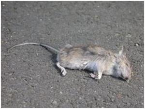 Мертвая мышь