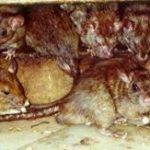К чему по соннику снятся мыши и крысы