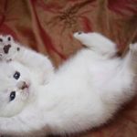 Что означает белый котёнок по соннику