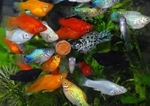 Много разных рыбок в аквариуме