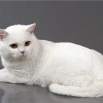 Как растолковать, к чему снится белая кошка