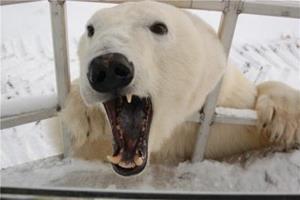 Белый медведь нападает