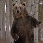 Что означает во сне убегать от медведя