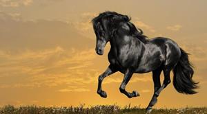 К чему снится черная лошадь сонник