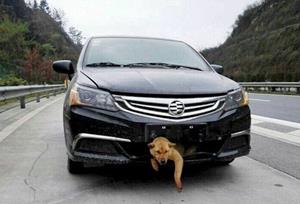 Собака попала под машину