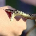 Как толковать по соннику укус змеи