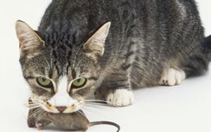 Кот убил мышь