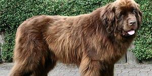 Большая коричневая собака