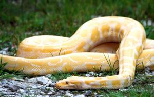 Желтая змея